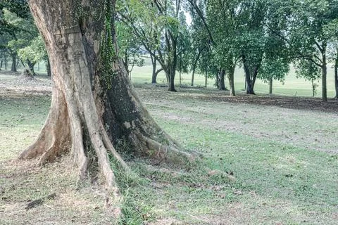 Old Tree Trunk with Roots and Epiphytes in a Green Park Stock Photos