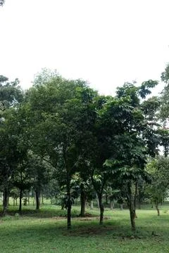 Old Tree Trunk with Roots and Green Grass in Park Stock Photos