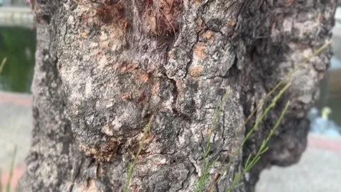 Old tree trunk with rough textured bark and grooves Stock-Footage 314098519