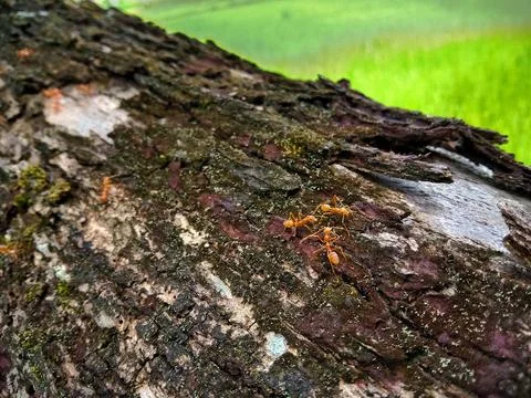 Old tree trunk with some red ants Stock Photos