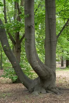 Old tree trunk splits into three large vertical branches in a green forest Stock Photos