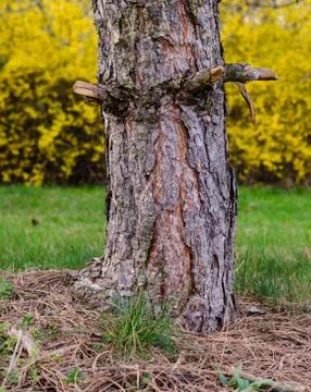 Old tree trunk in spring Stock Photos