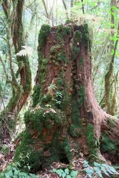 Old tree trunk standing alone in the forest Stock Photos