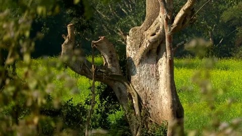Old tree trunk standing beside green mustard field in rural landscape Stock Footage 327515270