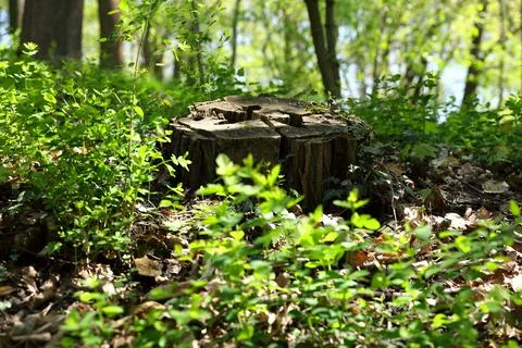 An old tree trunk in a suburban forest Stock Photos