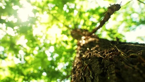 Old tree trunk at sunlight Video stock 159289756