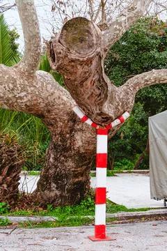 Old Tree Trunk Supported By Painted Safety Post Foto stock