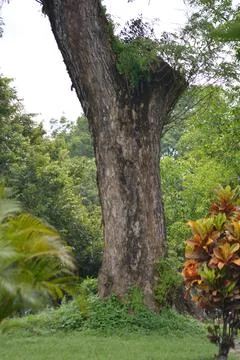 Old tree trunk surrounded by tropical plants in park setting Foto stock