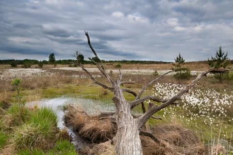 Old tree trunk on swamp Stock Photos