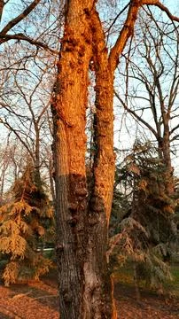 Old tree trunk texture illuminated by golden sunset light. Stock Photos