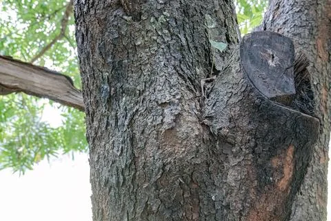Old tree trunk texture with natural pruned branch marks Stock Photos