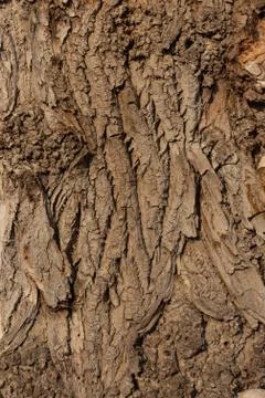 Old tree trunk texture Stock Photos