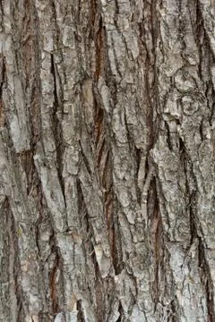 Old tree trunk texture Stock Photos