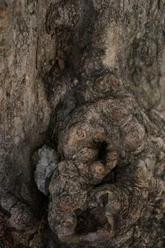 Old tree trunk with texture Foto stock