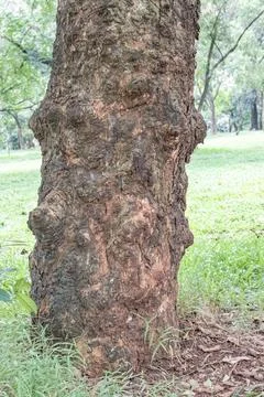 Old tree trunk texture with rough natural bark Foto stock