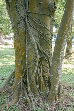 Old Tree Trunk with Twining Roots and Natural Texture Stock Photos