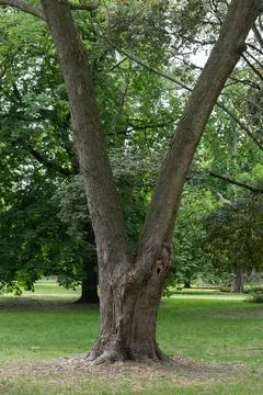 Old tree trunk with a unique V shape grows on a green public park lawn Stock Photos