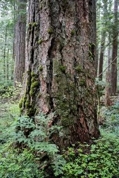 Old tree trunk with vibrant green moss patches Stock Photos