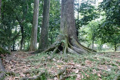 Old Tree Trunk with Wide Buttress Roots Stock Photos