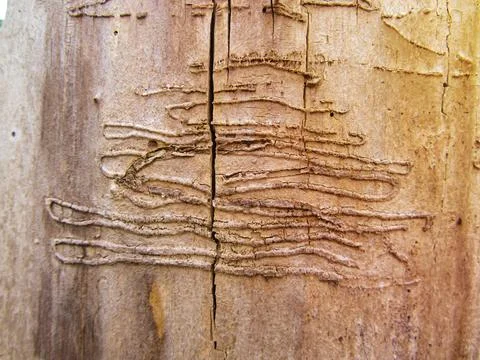 An old tree trunk without bark gnawed through by wood worms with worm traces Stock Photos