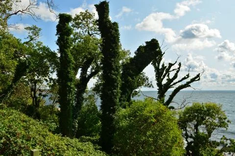 Old tree trunks are covered with bushy lianas on the coastline Stock Photos