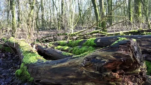 Old tree trunks in the forest. 動画素材 235158398