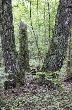 Old tree trunks in the forest with green foliage, autumn colors Stock Photos