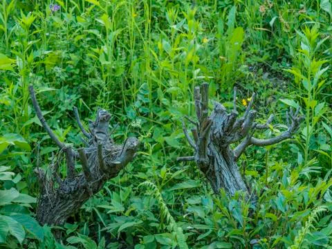 Old tree trunks in green meadow Stock Photos