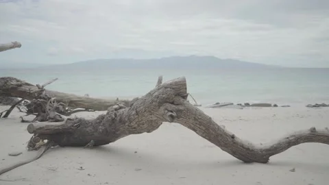 Old Tree Trunks Left On the Beach Moluccas Indonesia Stock Footage 213213334