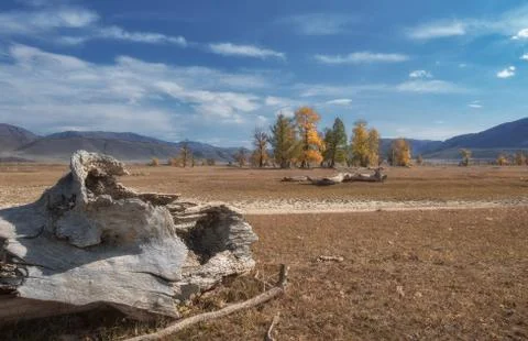 Old tree trunks lying on the background of the autumn landscape Fotos de archivo