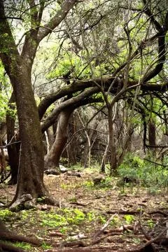 Old tree with twisted branches in a green forest scene Stock Photos