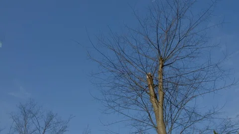 Old tree under spring blue sky 스톡 동영상 95875082