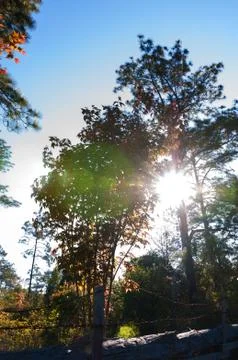 Old tree under sunlight Stock Photos
