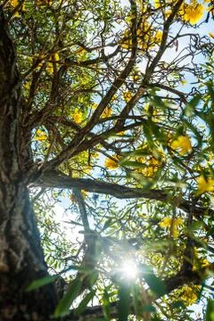 Old tree under sunlight Stock Photos