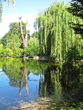 Old Tree in V Shape Reflecting in Lake Surface Water Stock Photos