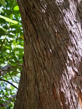 Old tree in Vorontsovsky park Stock Photos