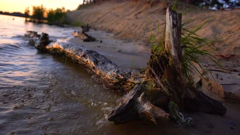 Old tree washed by the water waves Stock Footage 77542913