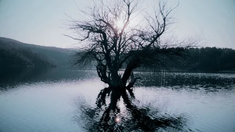 Old tree in the water on the lake Vídeo Stock 111634381