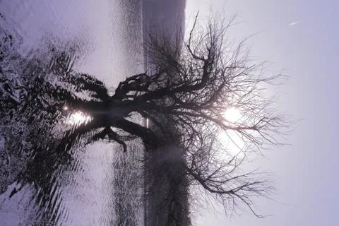 Old tree in the water with sun rays Stock Photos