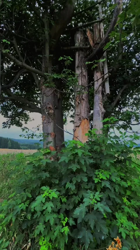 Old Tree with Weathered Bark in a Green Field Stock Footage 303168738