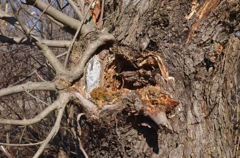 An old tree in which we see a huge hollow Stock Photos