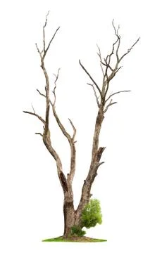 Old tree on white background.concept death and life revival. Stock Photos