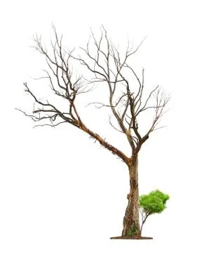 Old tree on white background.concept death and life revival. 스톡 사진