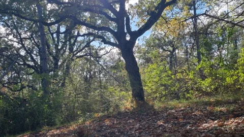 Old tree with wide branches standing in bright sunny forest Stock Footage 321269740
