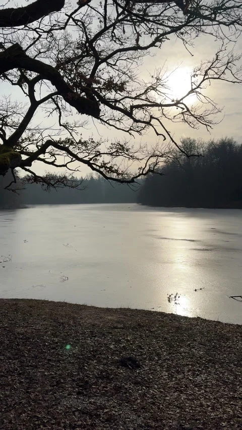 Old tree with wide branches standing beside frozen Bärensee lake in Stuttgart Stock Footage 332057661