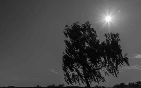An old tree in the wind and the sun in the background Foto stock