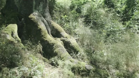 Old tree in windy forest, tilt-up, ungraded Видео 135548362