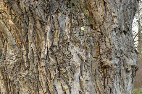 Old tree. Winter. cold. A park Stock Photos