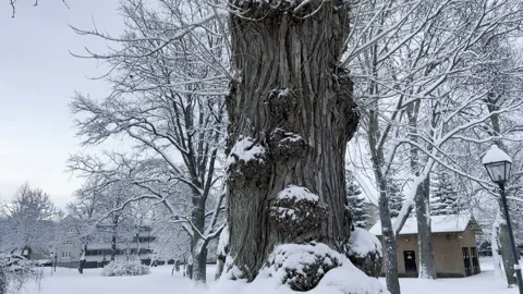 Old tree on a winter day Video stock 167465091