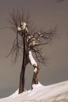 Old tree in the winter shaped like human figure Foto stock